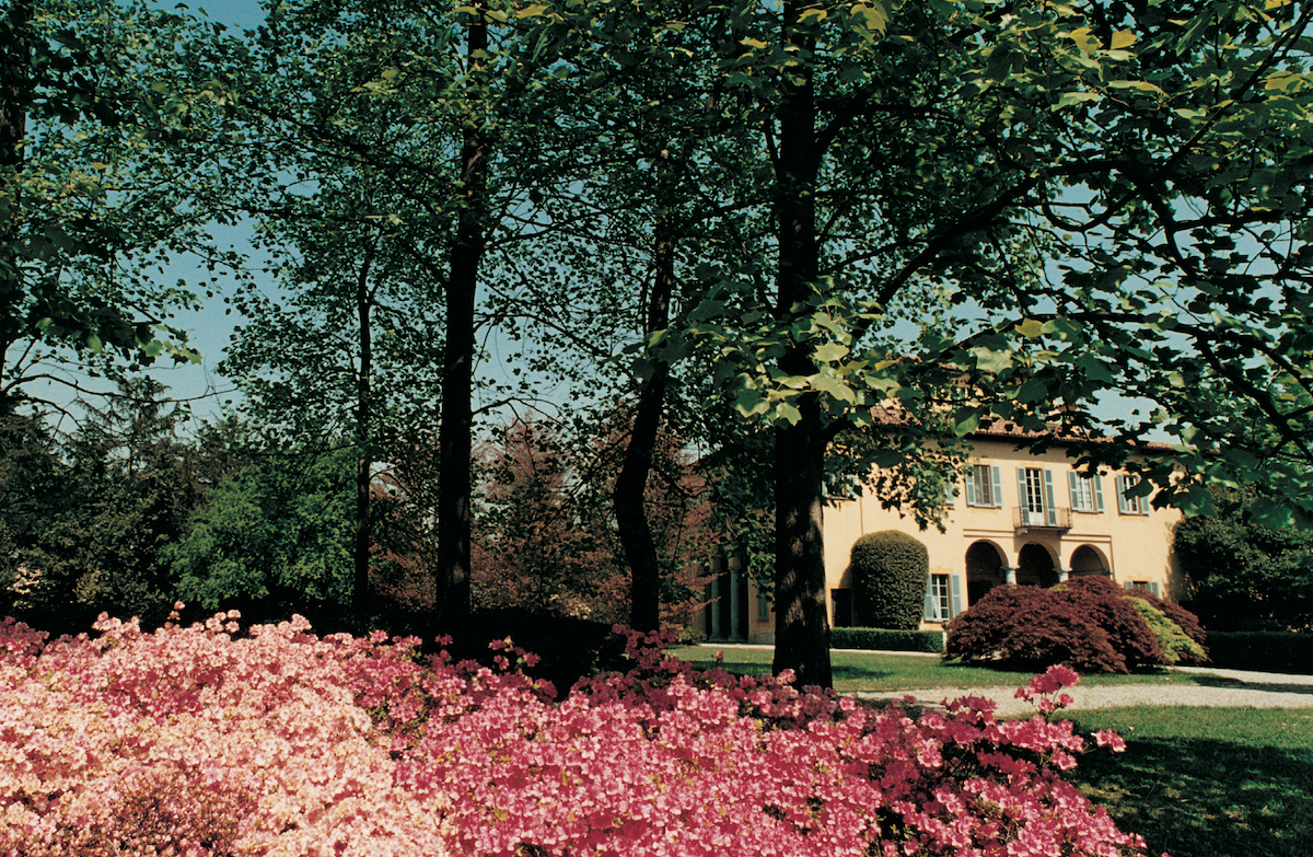 The flowering of azaleas